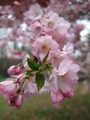 spring_2006/dscf1666s.jpg